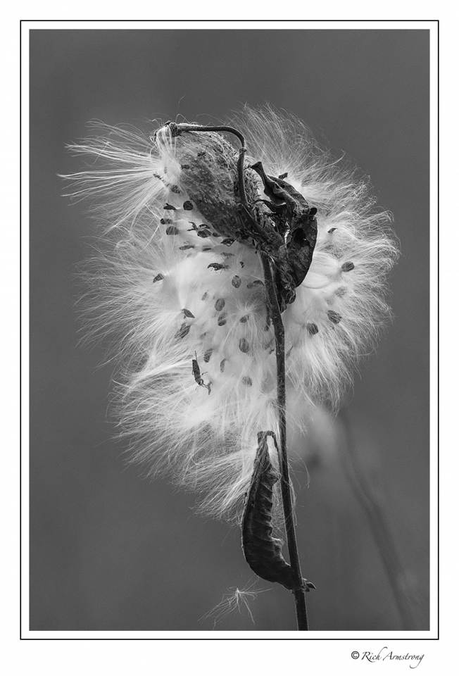 milkweed pod 1 bw.jpg